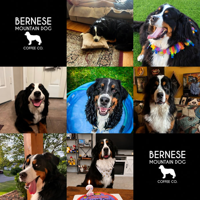Meet Our Dogs of the Month — August 2026