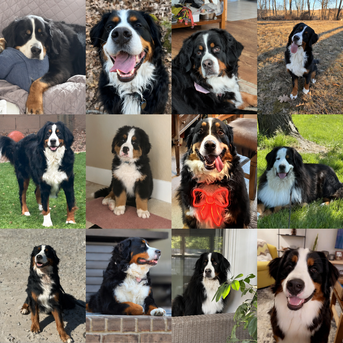Meet Our Dogs of the Month — June