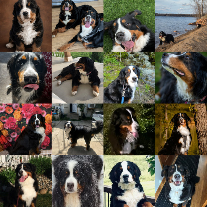 Meet Our Dogs of the Month — May