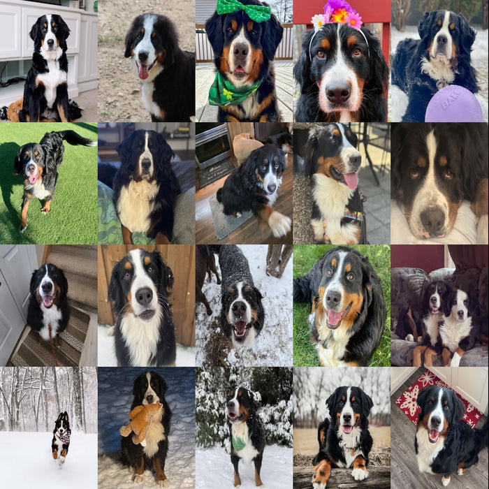 Meet Our Dogs of the Month — March