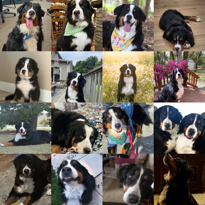 Meet Our Dogs of the Month — April