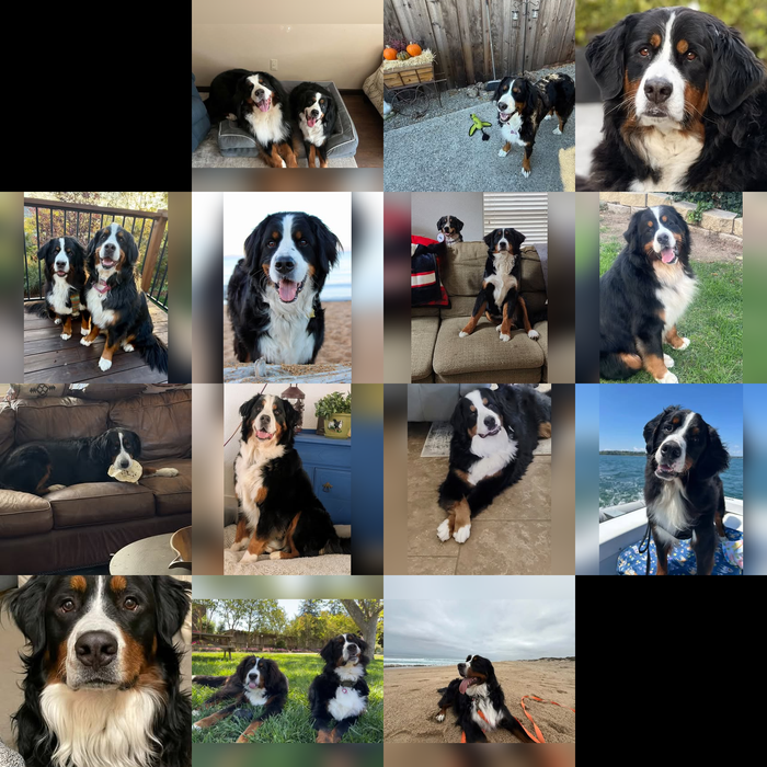 Meet Our Dogs of the Month — November 2026