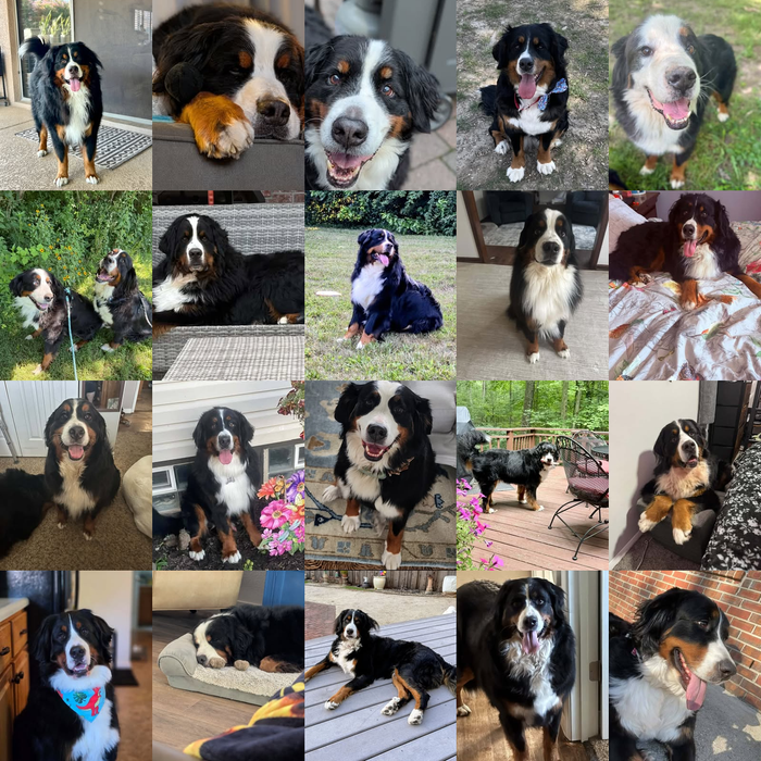 Meet Our Dogs of the Month — September 2026