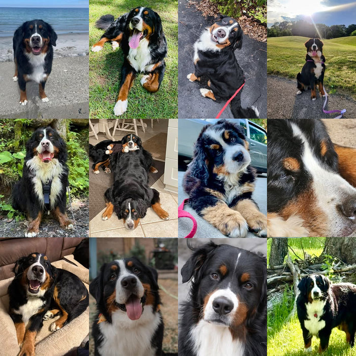 Meet Our Dogs of the Month — August