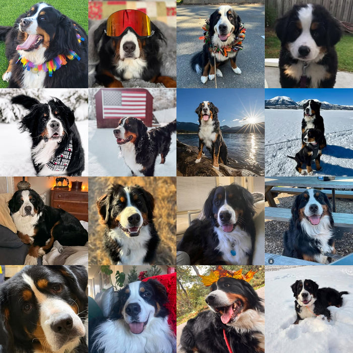 Meet Our Dogs of the Month — January/February
