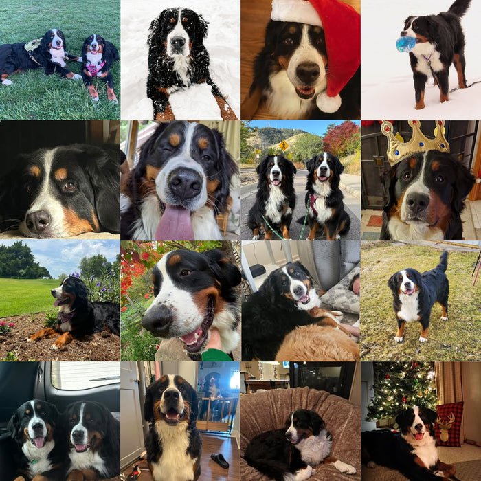 Meet Our Dogs of the Month — November