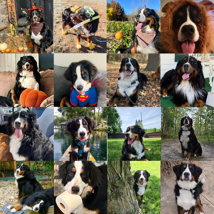 Meet Our Dogs of the Month — October