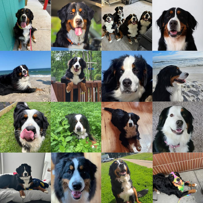 Meet Our Dogs of the Month — September